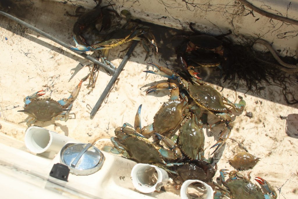 Crab Trap Removal Img