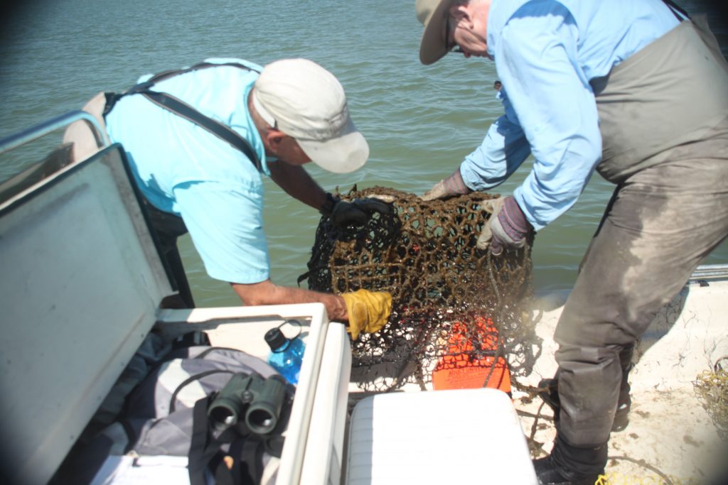 Crab Trap Removal Img