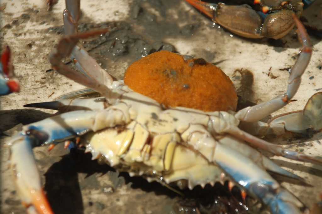 Crab Trap Removal Img