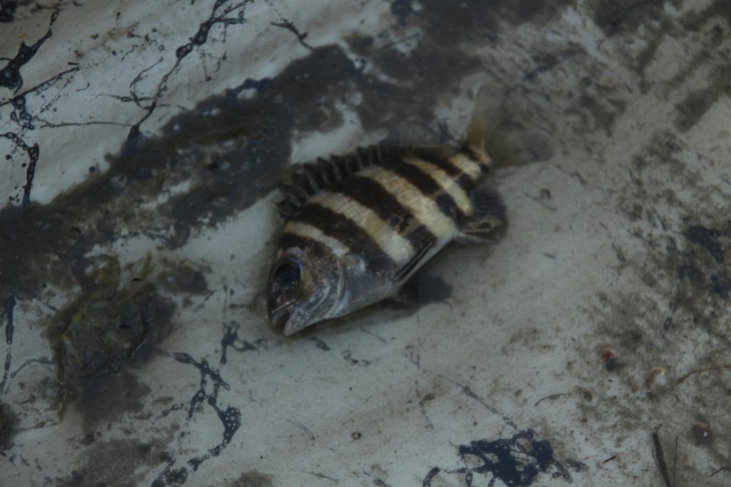 Crab Trap Removal Img