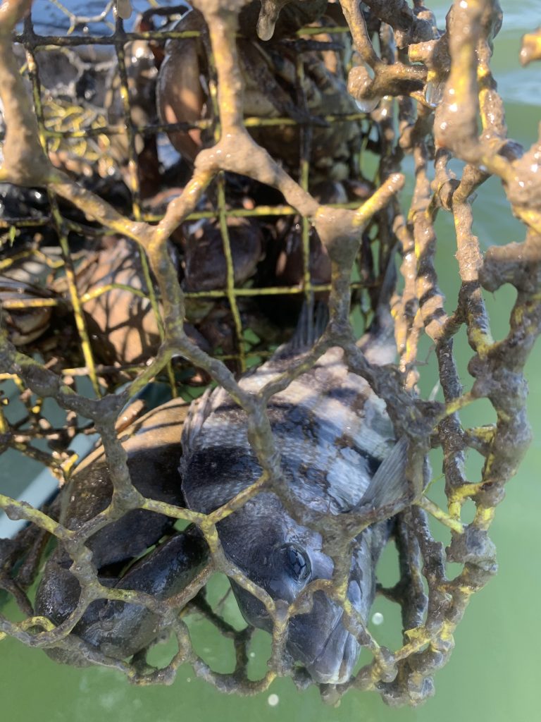 Crab Trap Andy Stetter   Sheepshead