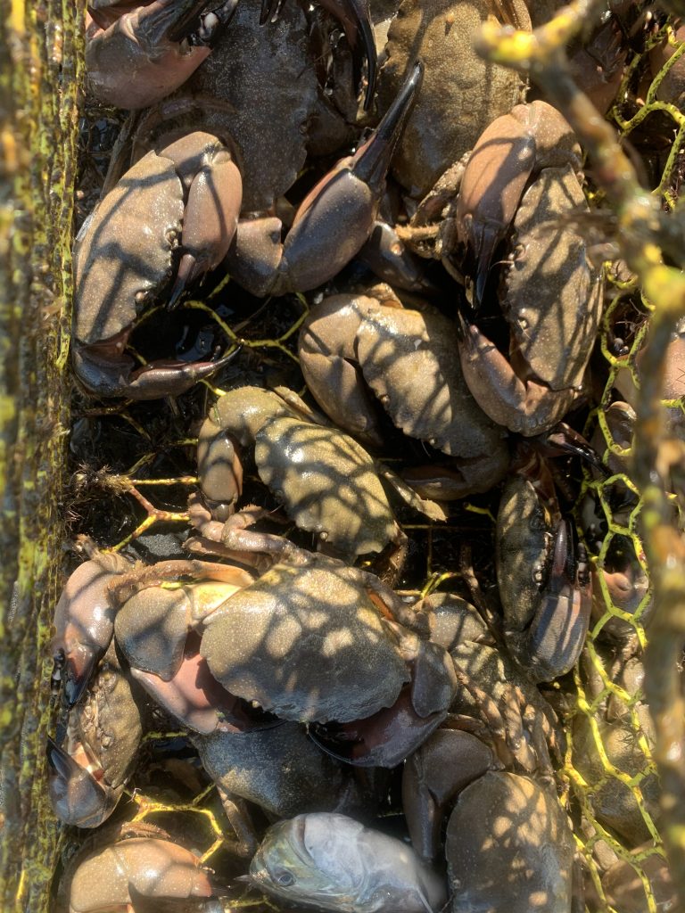 Crab Trap Andy Stetter