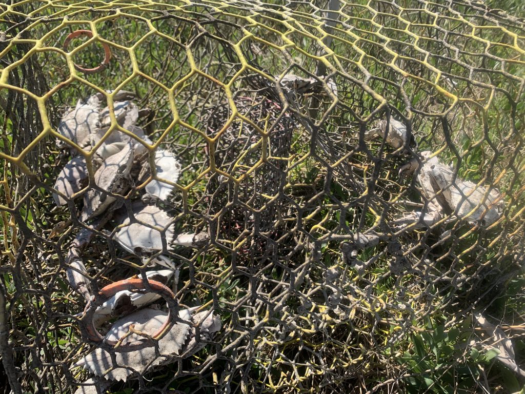 Crab Trap Andy Stetter