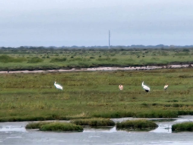 Two adult whooping cranes (white) with two juvenile whooping cranes (cinnamon colored) along the edge of a coastal marsh.