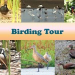 Birding Tour