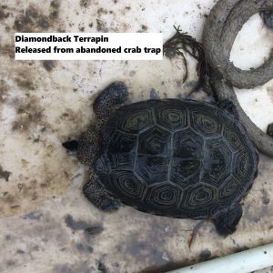 Diamondback Terrapin   Crab Trap With Caption