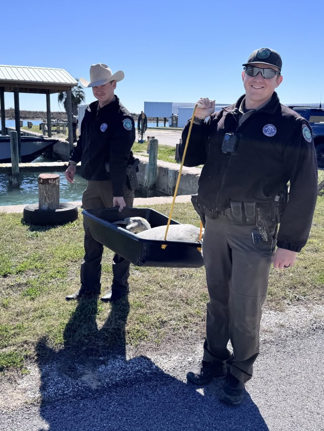 Texas Game Wardens carrying a large cold stunned sea turtle in a tub at a boat dock.