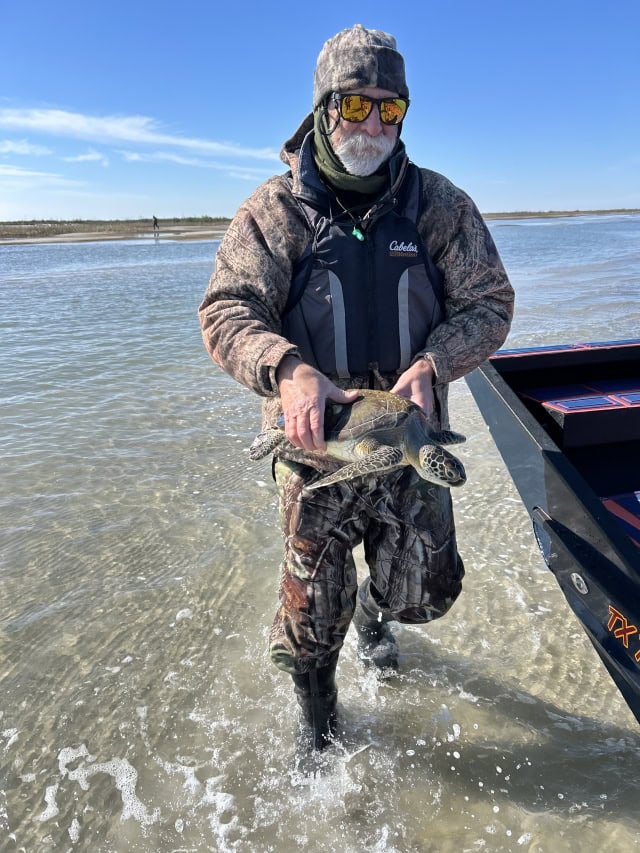 A man carrying a cold stunned sea turtle to a boat