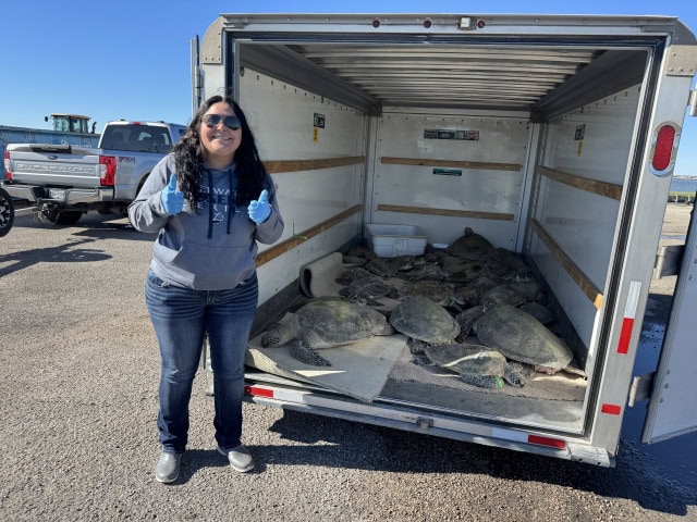 Turtle rescue coordinator giving thumbs up next to a trailer full of cold stunned turtles.