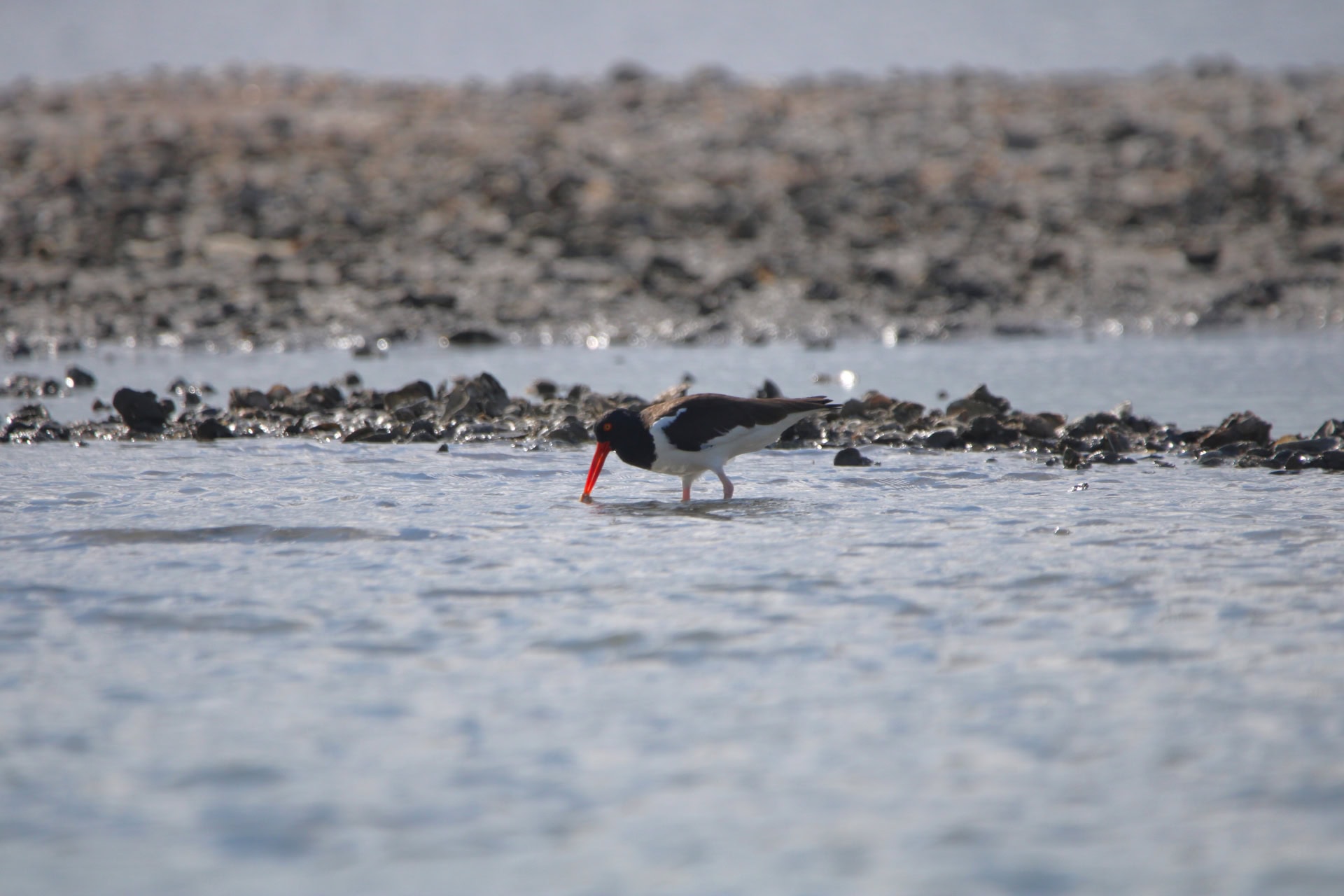 An oystercatcher feeding on a shallow oyster reef.