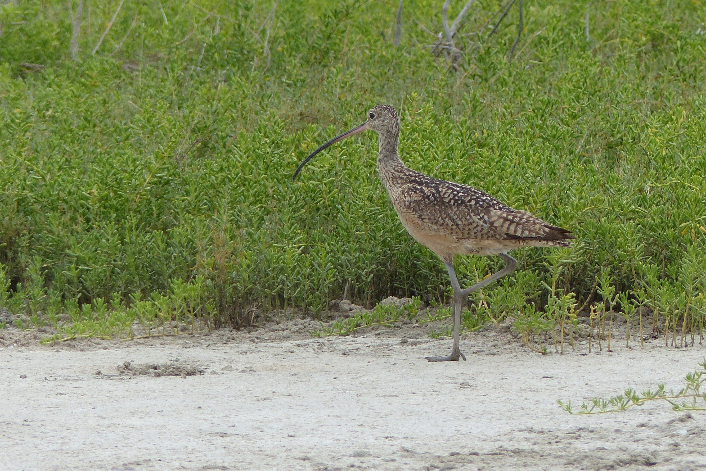 P1070530 curlew