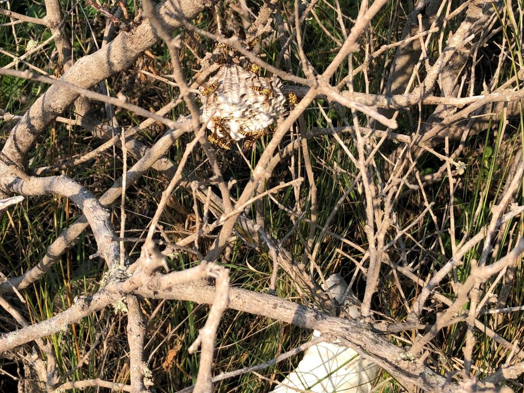 Wasp Nest Above Trash