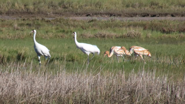 Whooping Crane Family with twins near Cavasso Creek on Hwy 35