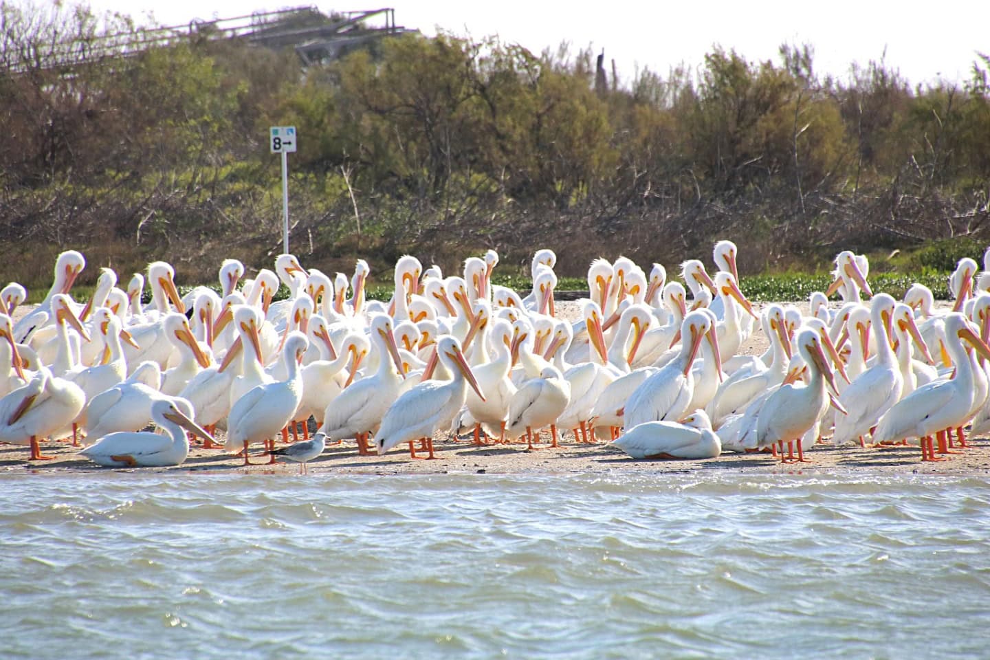 A flock of white pelicans gathered on the sandy shore.