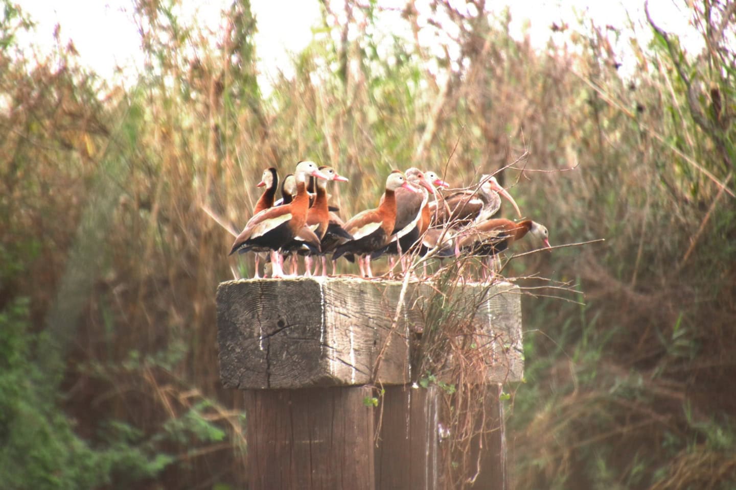 A group of water fowl perched on a wooden pier in a natural wetland setting.