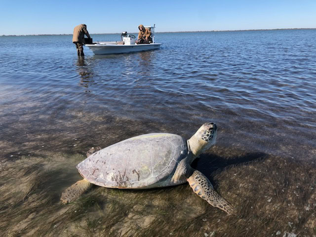 A cold stunned sea turtle in shallow water with rescue boat nearby.